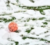 Sneeuw blijft voor problemen zorgen: Eerste Pro League-wedstrijd afgelast